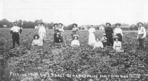 Picking Taylor's fancy strawberries, Eagle Bend, Minn.