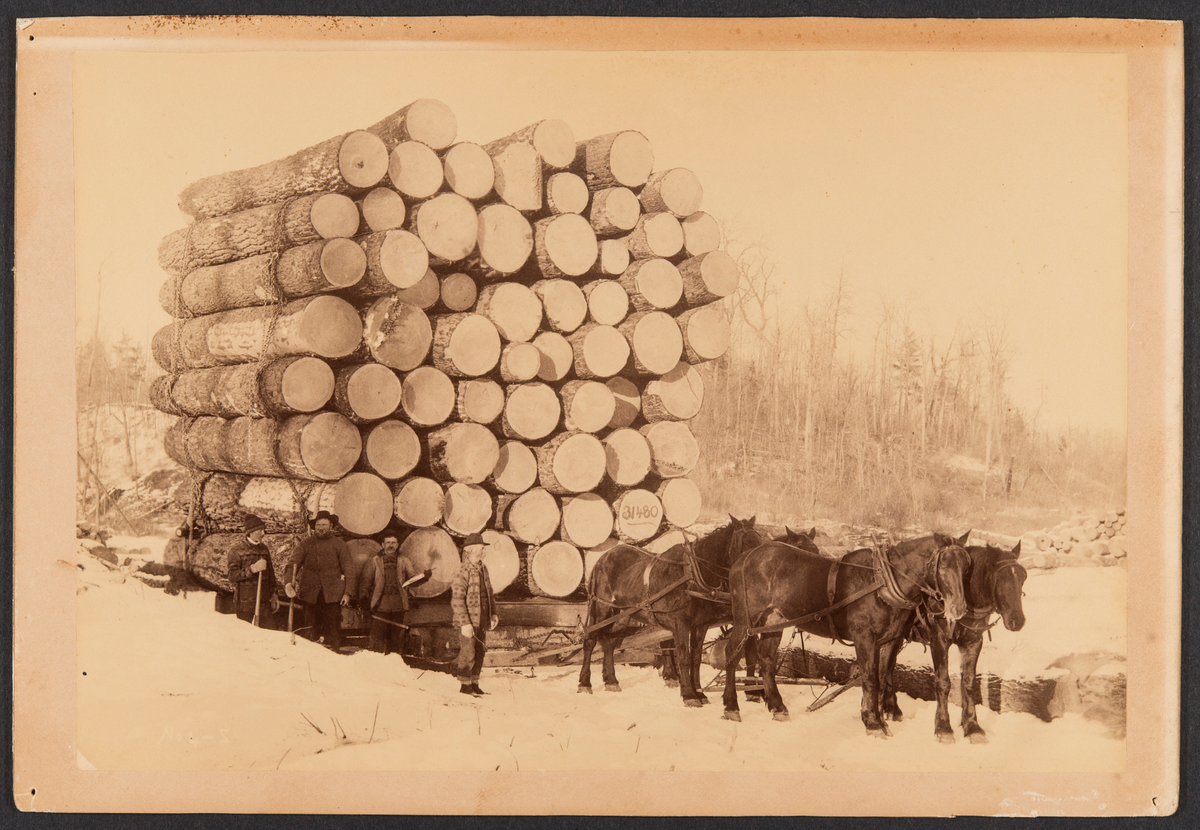 Tømmerlass. Fire hester. Fire mann ved siden av lasset. En stokk på lasset merket "31480".
USA.  Tidspunkt: 13.2.1892.
Evt. gave til museet.
Flere opplysninger på andre kartotekkort.

THIS LOAD OF LOGS CONTAINS 31,480 FEET
it is 21 feet high and 20 feet wide.

Hauled by four horses, one mile, by the Ann River Logging Co., on
the 13th day of February, 1892. The size of the sled upon which this
load was hauled is as follows:
The runners are 5 in thick, 11in. high, 9 ft. long,and 9 ft. apart.
The bars are 15x18 in. square, 12 ft. long. The rocker is 15 x 18 in.
square, 16 ft. 3 in. long. Estimated weight of sled ard chains, 5 tons:
S. C.. SARGENT, PHOTOGRAPHER, TAYLORS FALLS, MINN.