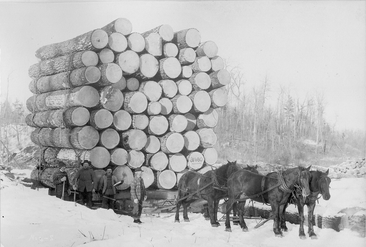 Tømmerlass. Fire hester. Fire mann ved siden av lasset. En stokk på lasset merket "31480".
USA.  Tidspunkt: 13.2.1892.
Evt. gave til museet.
Flere opplysninger på andre kartotekkort.

THIS LOAD OF LOGS CONTAINS 31,480 FEET
it is 21 feet high and 20 feet wide.

Hauled by four horses, one mile, by the Ann River Logging Co., on
the 13th day of February, 1892. The size of the sled upon which this
load was hauled is as follows:
The runners are 5 in thick, 11in. high, 9 ft. long,and 9 ft. apart.
The bars are 15x18 in. square, 12 ft. long. The rocker is 15 x 18 in.
square, 16 ft. 3 in. long. Estimated weight of sled ard chains, 5 tons:
S. C.. SARGENT, PHOTOGRAPHER, TAYLORS FALLS, MINN.