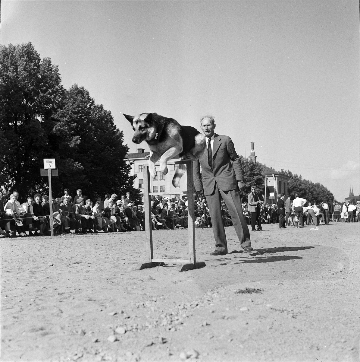 Brukshundklubben - Passo av Åsabo visar sina konster under Ivar Anderssons ledning, Uppsala 1958