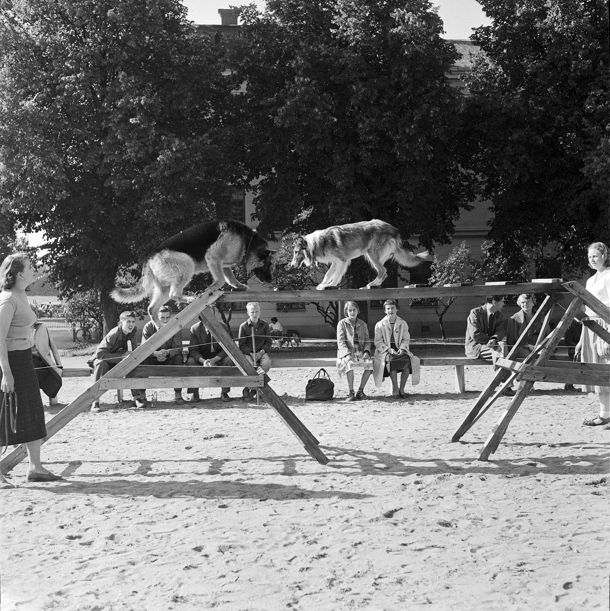 Brukshundklubben - utställning, Uppsala 1958