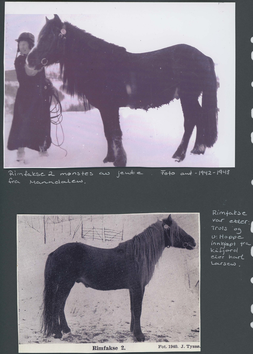 Fotografi og historier om lyngshesten fra ca. 1900 til 1994. Bilder av turistkjøring, gårdsarbeid, hestetransport, hesteutstilling og portretter.