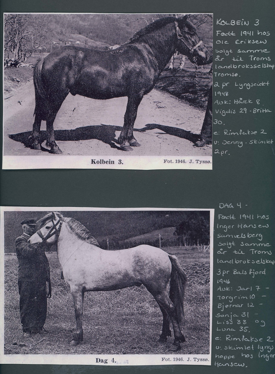 Fotografi og historier om lyngshesten fra ca. 1900 til 1994. Bilder av turistkjøring, gårdsarbeid, hestetransport, hesteutstilling og portretter.