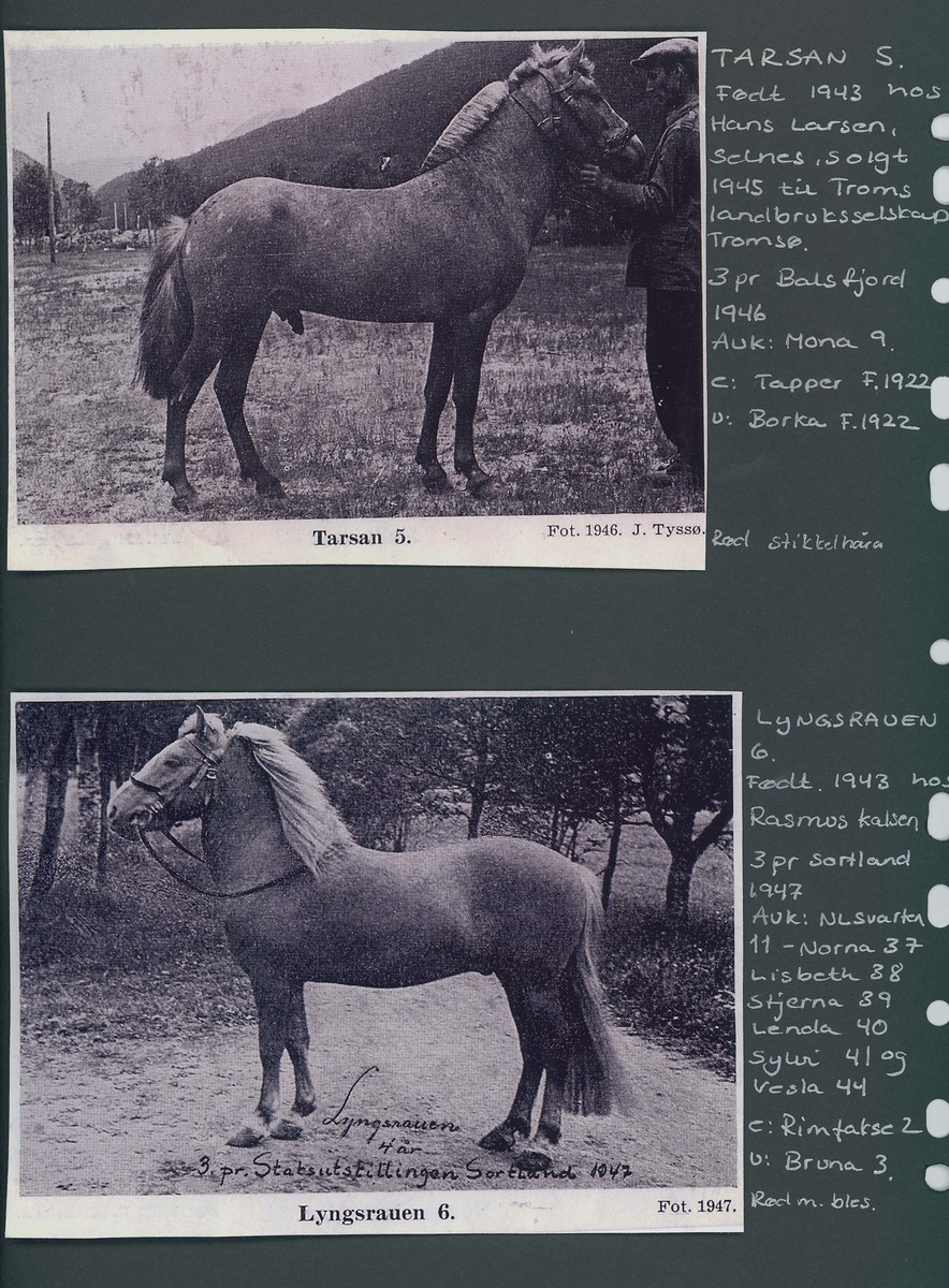 Fotografi og historier om lyngshesten fra ca. 1900 til 1994. Bilder av turistkjøring, gårdsarbeid, hestetransport, hesteutstilling og portretter.