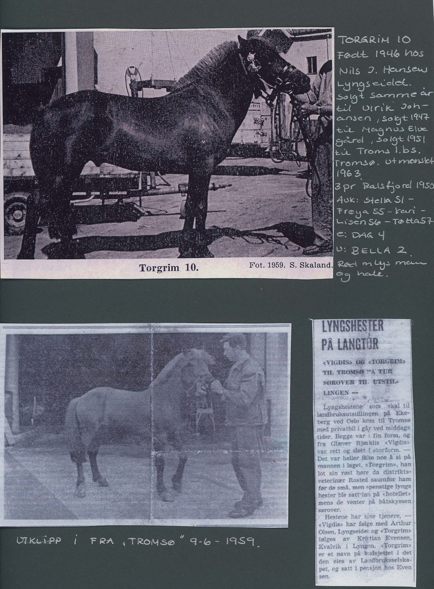 Fotografi og historier om lyngshesten fra ca. 1900 til 1994. Bilder av turistkjøring, gårdsarbeid, hestetransport, hesteutstilling og portretter.
