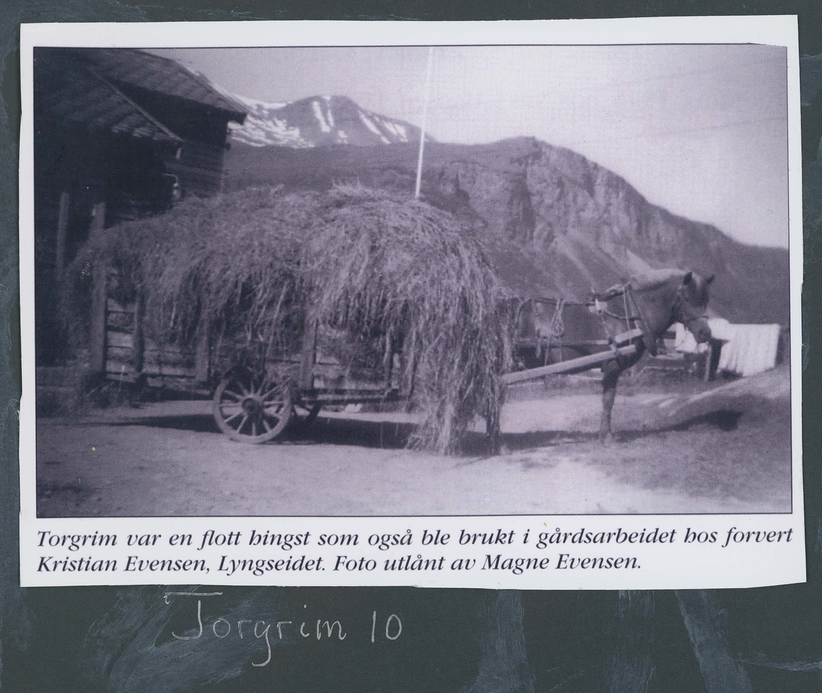 Fotografi og historier om lyngshesten fra ca. 1900 til 1994. Bilder av turistkjøring, gårdsarbeid, hestetransport, hesteutstilling og portretter.