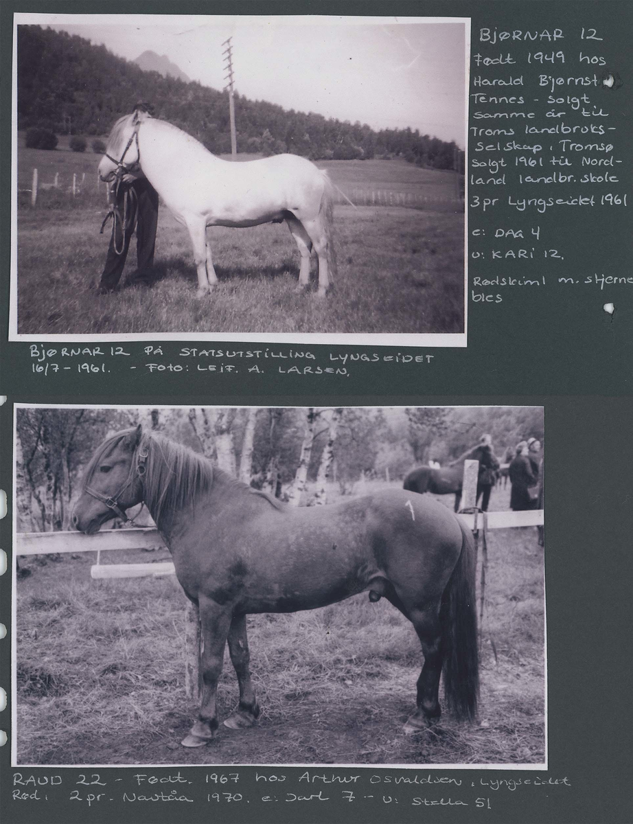 Fotografi og historier om lyngshesten fra ca. 1900 til 1994. Bilder av turistkjøring, gårdsarbeid, hestetransport, hesteutstilling og portretter.