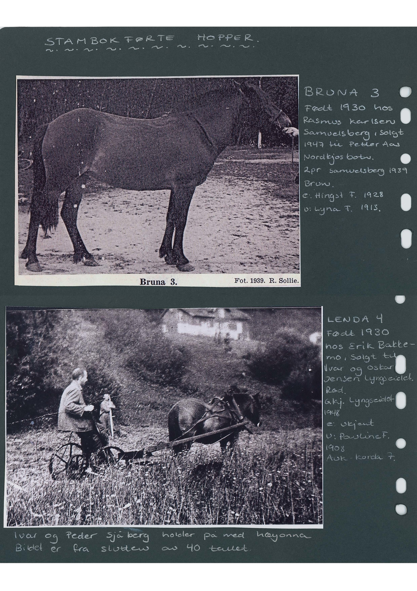 Fotografi og historier om lyngshesten fra ca. 1900 til 1994. Bilder av turistkjøring, gårdsarbeid, hestetransport, hesteutstilling og portretter.