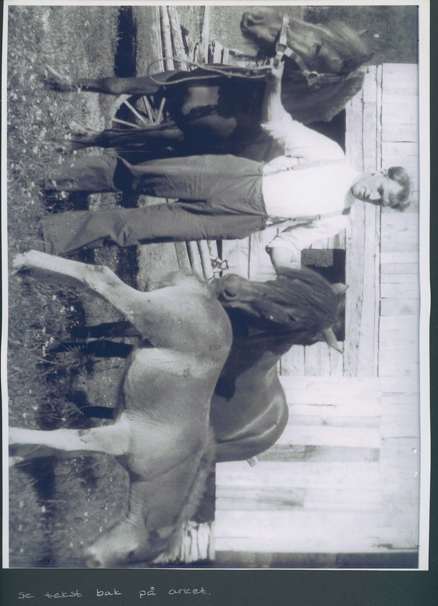 Fotografi og historier om lyngshesten fra ca. 1900 til 1994. Bilder av turistkjøring, gårdsarbeid, hestetransport, hesteutstilling og portretter.