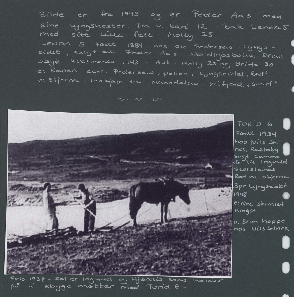 Fotografi og historier om lyngshesten fra ca. 1900 til 1994. Bilder av turistkjøring, gårdsarbeid, hestetransport, hesteutstilling og portretter.