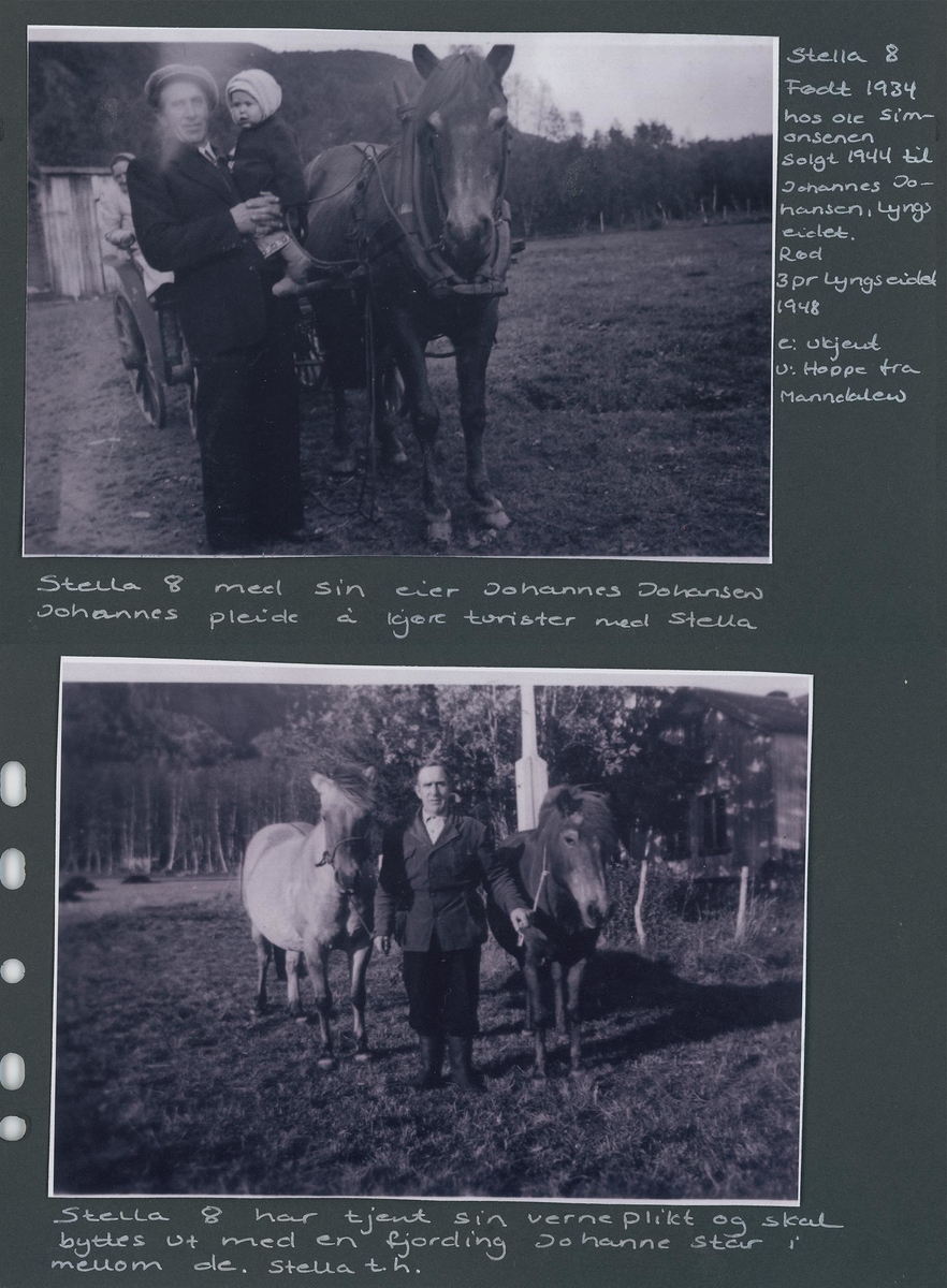 Fotografi og historier om lyngshesten fra ca. 1900 til 1994. Bilder av turistkjøring, gårdsarbeid, hestetransport, hesteutstilling og portretter.