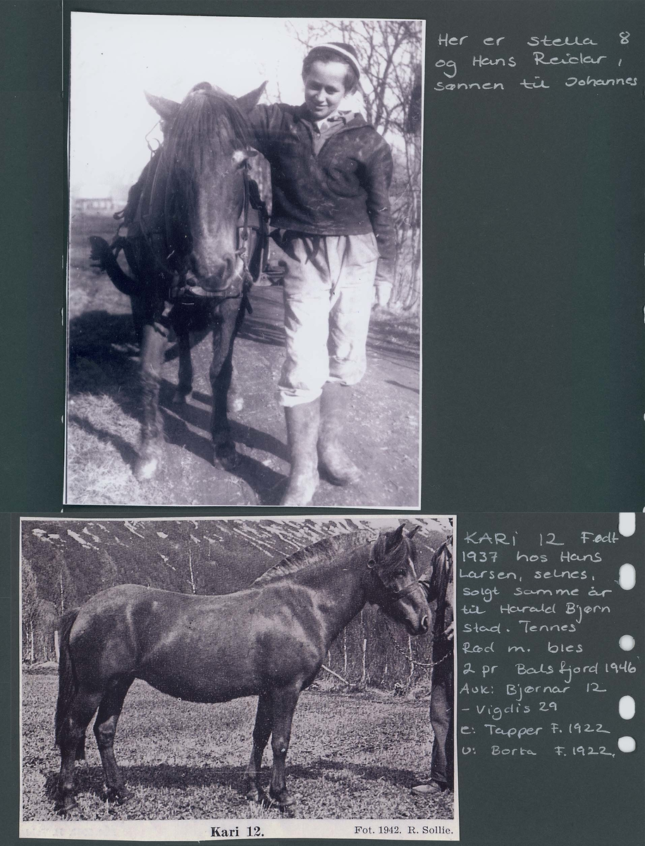 Fotografi og historier om lyngshesten fra ca. 1900 til 1994. Bilder av turistkjøring, gårdsarbeid, hestetransport, hesteutstilling og portretter.