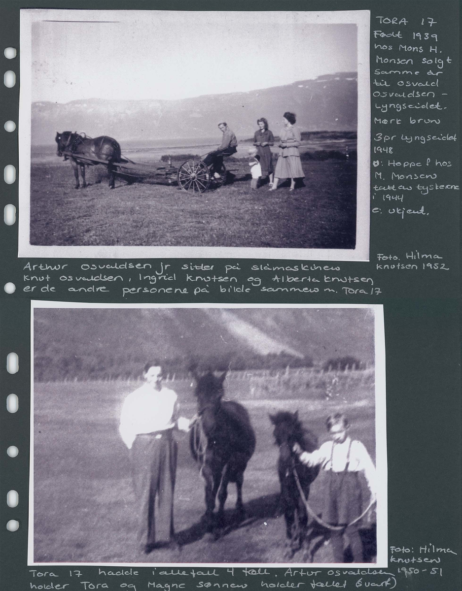 Fotografi og historier om lyngshesten fra ca. 1900 til 1994. Bilder av turistkjøring, gårdsarbeid, hestetransport, hesteutstilling og portretter.