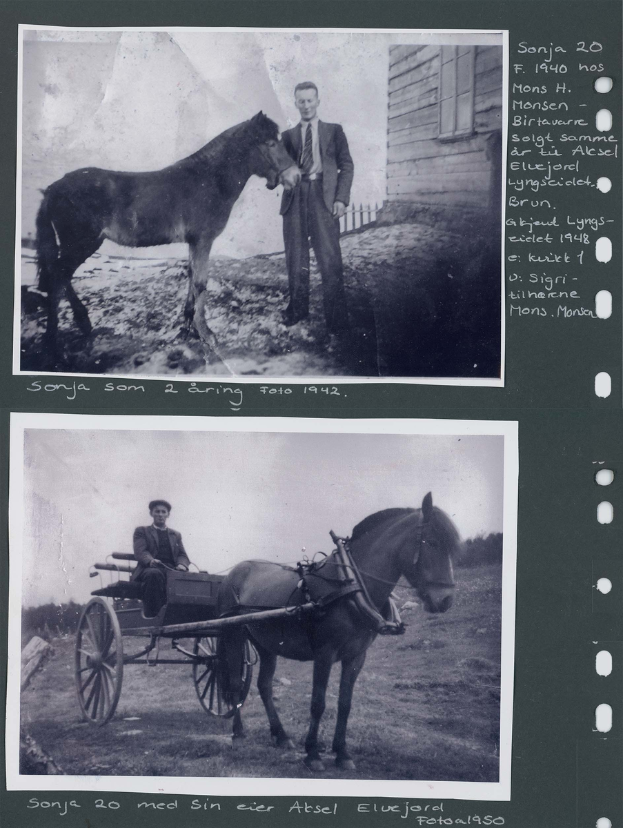 Fotografi og historier om lyngshesten fra ca. 1900 til 1994. Bilder av turistkjøring, gårdsarbeid, hestetransport, hesteutstilling og portretter.