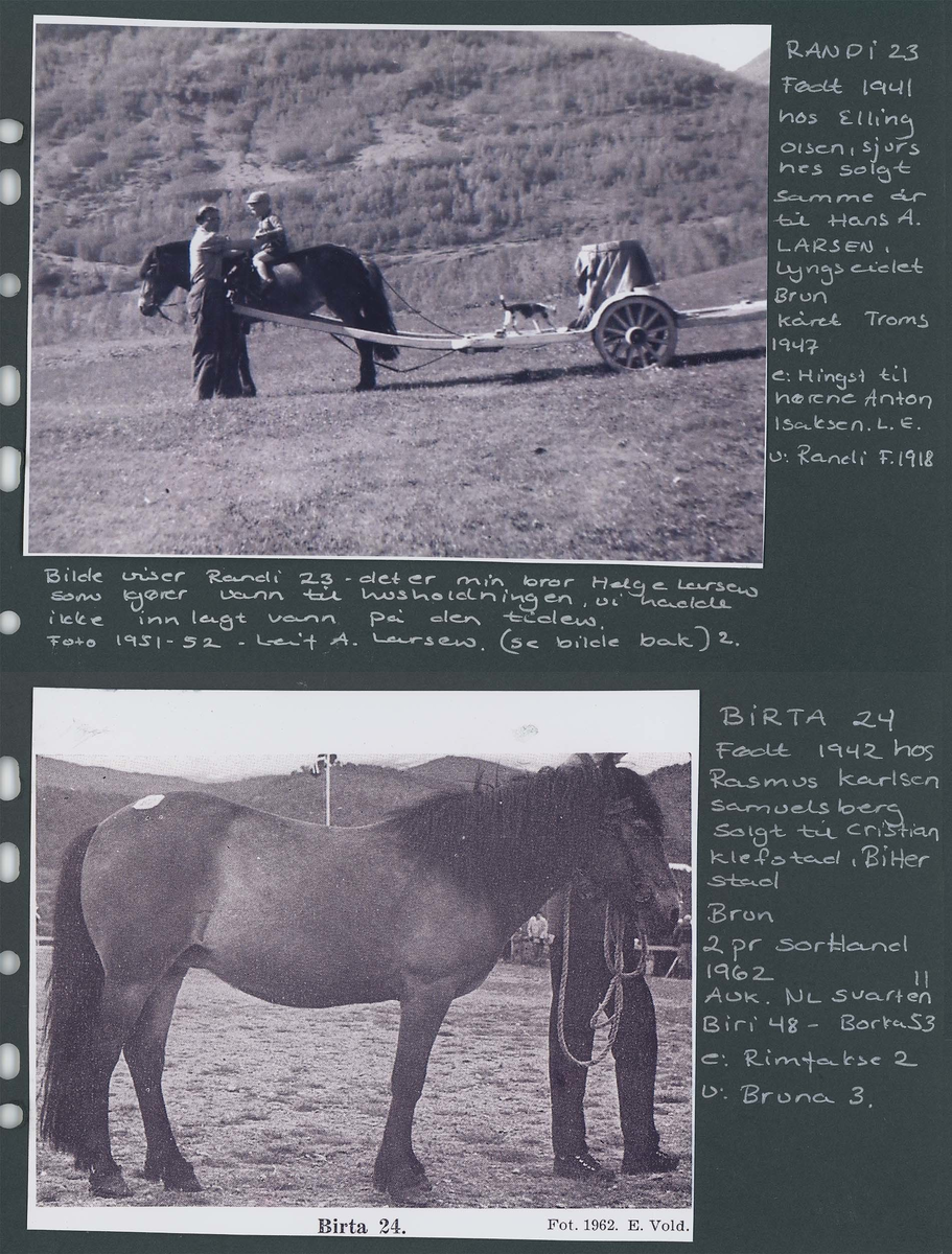Fotografi og historier om lyngshesten fra ca. 1900 til 1994. Bilder av turistkjøring, gårdsarbeid, hestetransport, hesteutstilling og portretter.