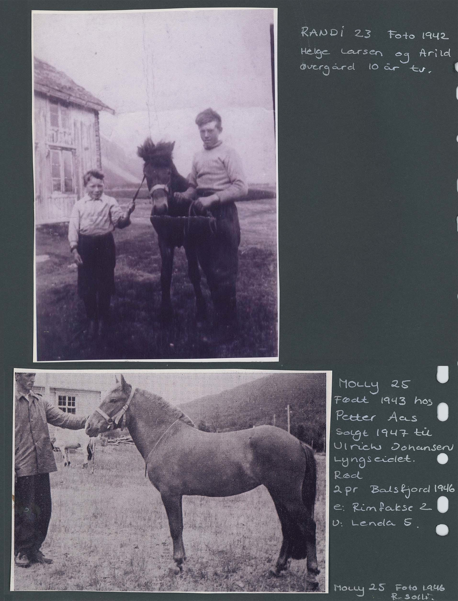 Fotografi og historier om lyngshesten fra ca. 1900 til 1994. Bilder av turistkjøring, gårdsarbeid, hestetransport, hesteutstilling og portretter.