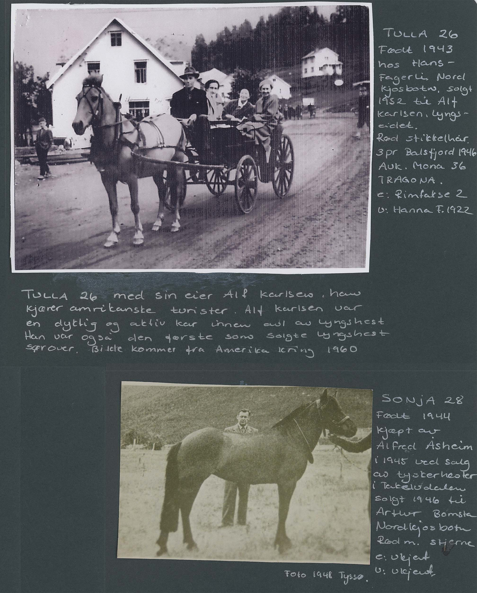 Fotografi og historier om lyngshesten fra ca. 1900 til 1994. Bilder av turistkjøring, gårdsarbeid, hestetransport, hesteutstilling og portretter.