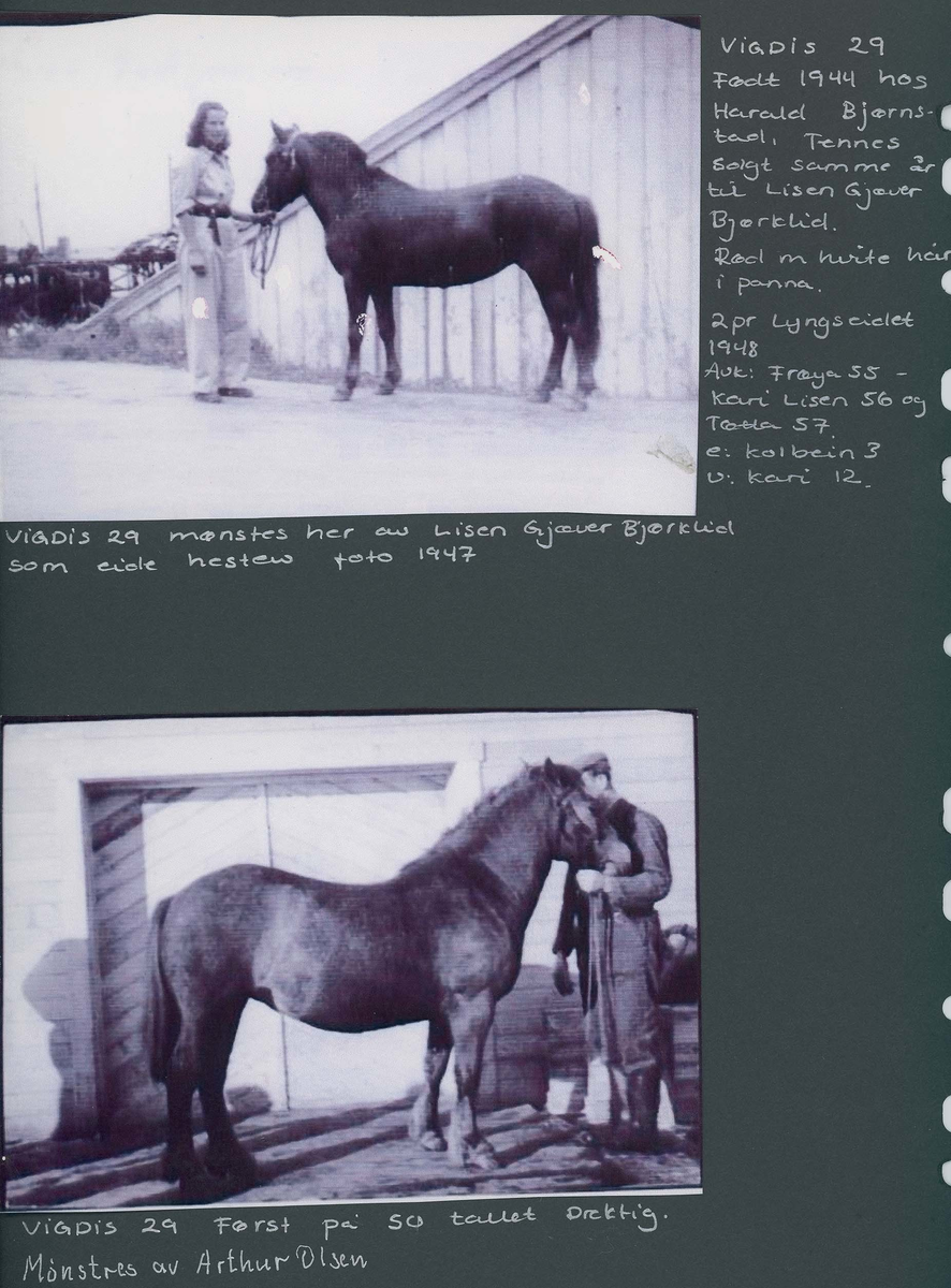 Fotografi og historier om lyngshesten fra ca. 1900 til 1994. Bilder av turistkjøring, gårdsarbeid, hestetransport, hesteutstilling og portretter.