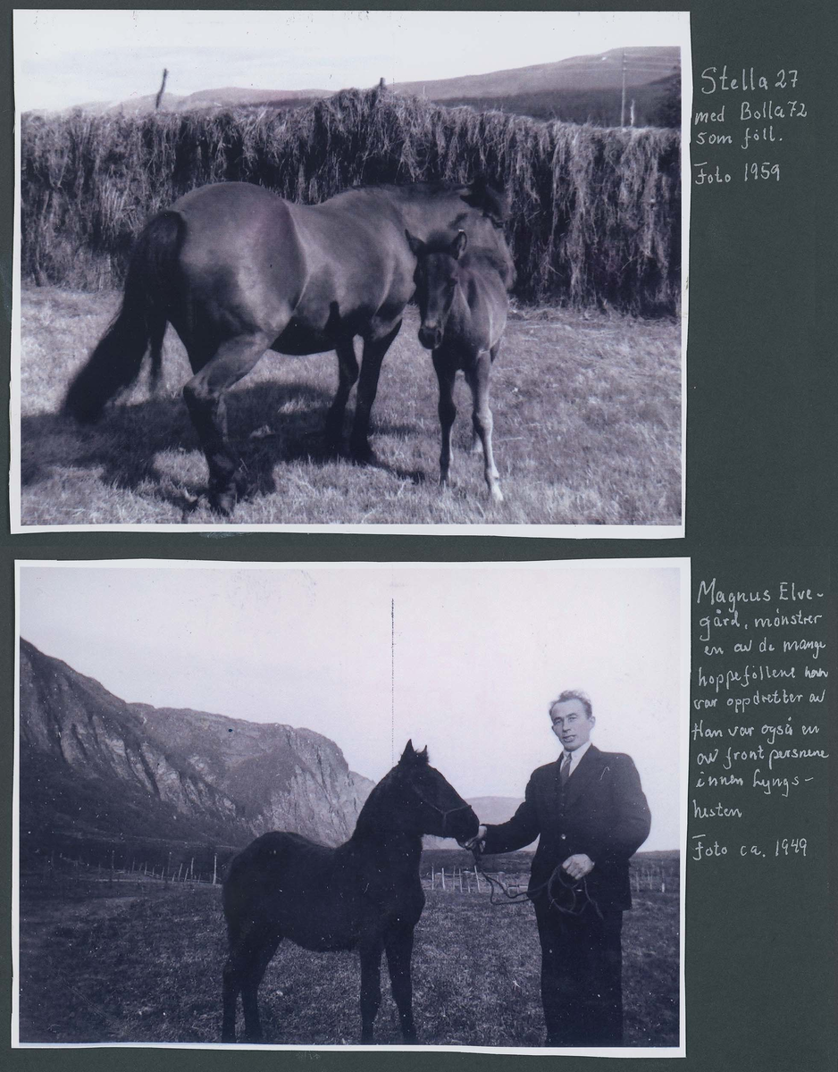 Fotografi og historier om lyngshesten fra ca. 1900 til 1994. Bilder av turistkjøring, gårdsarbeid, hestetransport, hesteutstilling og portretter.