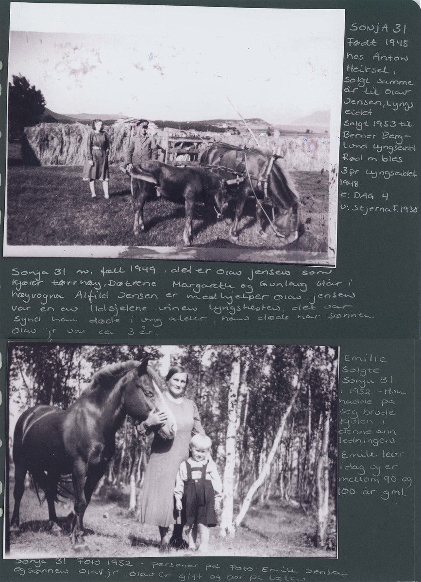 Fotografi og historier om lyngshesten fra ca. 1900 til 1994. Bilder av turistkjøring, gårdsarbeid, hestetransport, hesteutstilling og portretter.