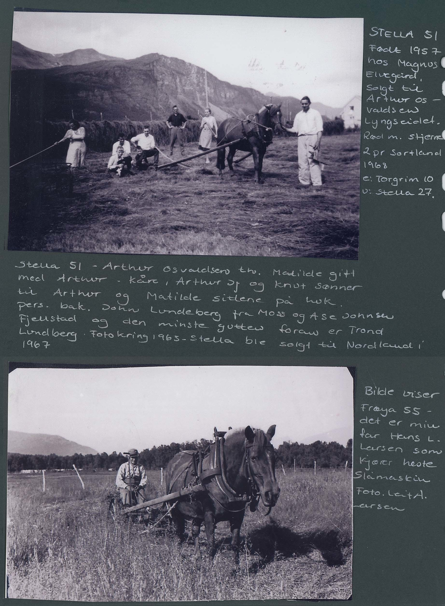Fotografi og historier om lyngshesten fra ca. 1900 til 1994. Bilder av turistkjøring, gårdsarbeid, hestetransport, hesteutstilling og portretter.