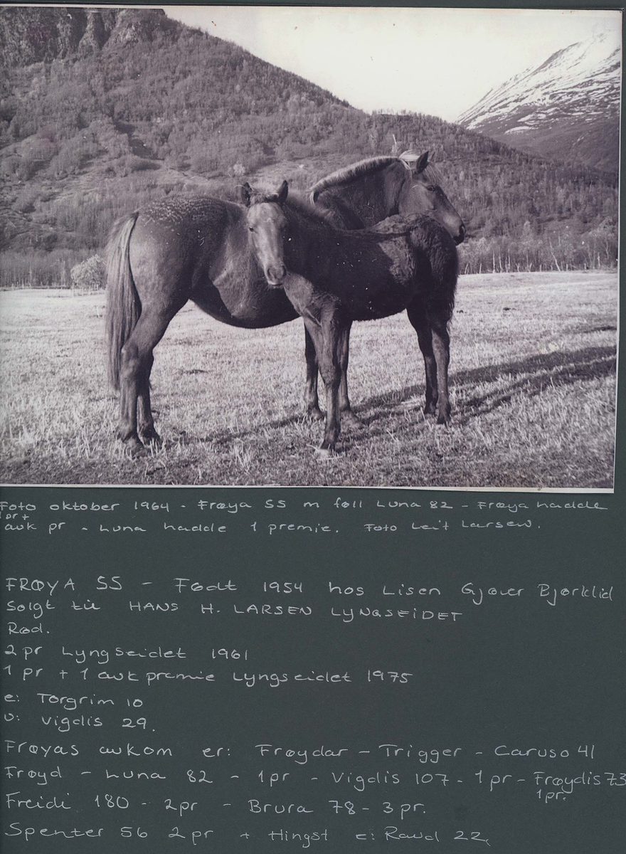 Fotografi og historier om lyngshesten fra ca. 1900 til 1994. Bilder av turistkjøring, gårdsarbeid, hestetransport, hesteutstilling og portretter.