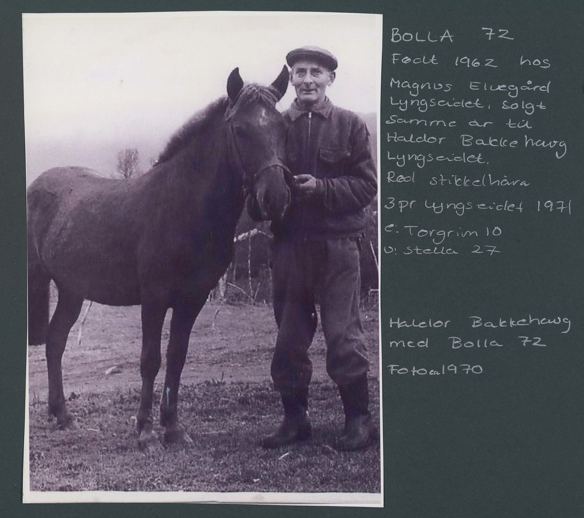 Fotografi og historier om lyngshesten fra ca. 1900 til 1994. Bilder av turistkjøring, gårdsarbeid, hestetransport, hesteutstilling og portretter.