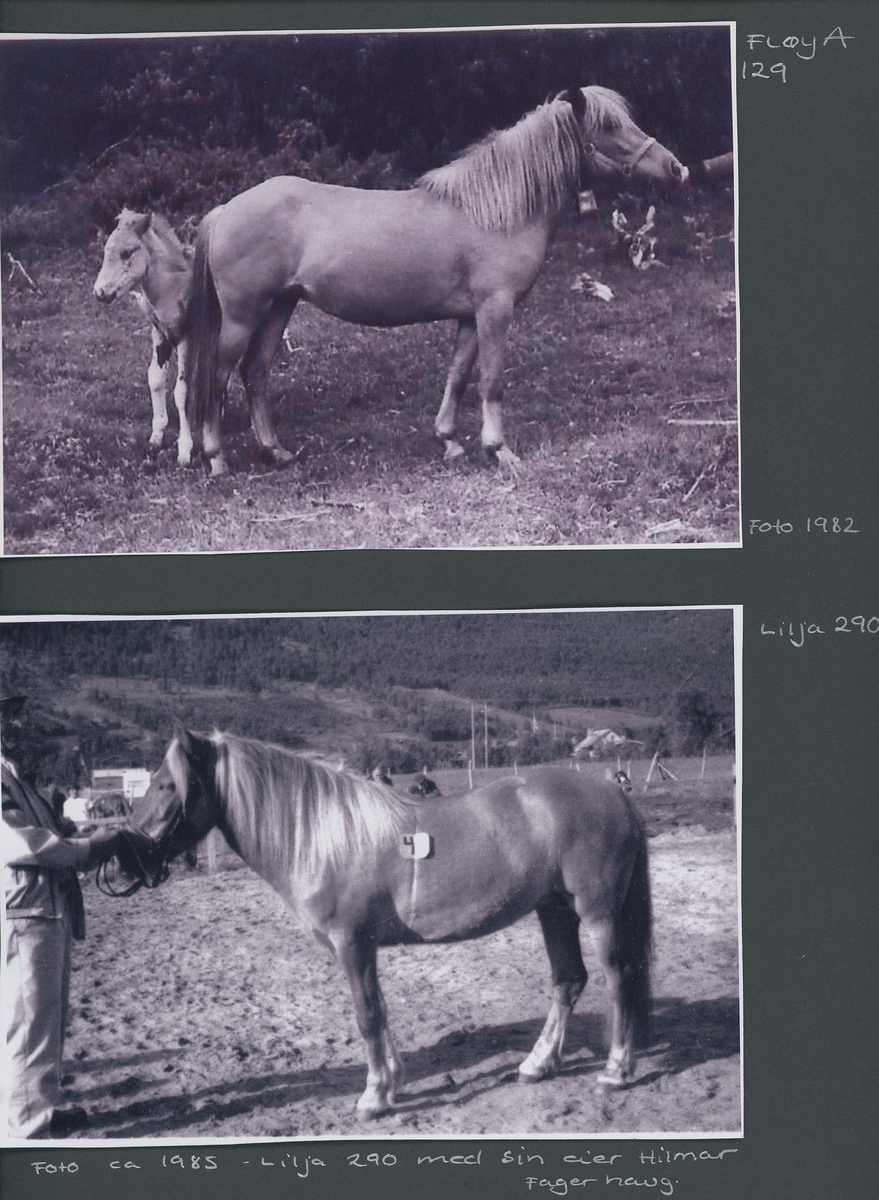 Fotografi og historier om lyngshesten fra ca. 1900 til 1994. Bilder av turistkjøring, gårdsarbeid, hestetransport, hesteutstilling og portretter.