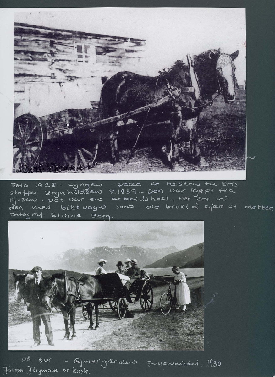 Fotografi og historier om lyngshesten fra ca. 1900 til 1994. Bilder av turistkjøring, gårdsarbeid, hestetransport, hesteutstilling og portretter.