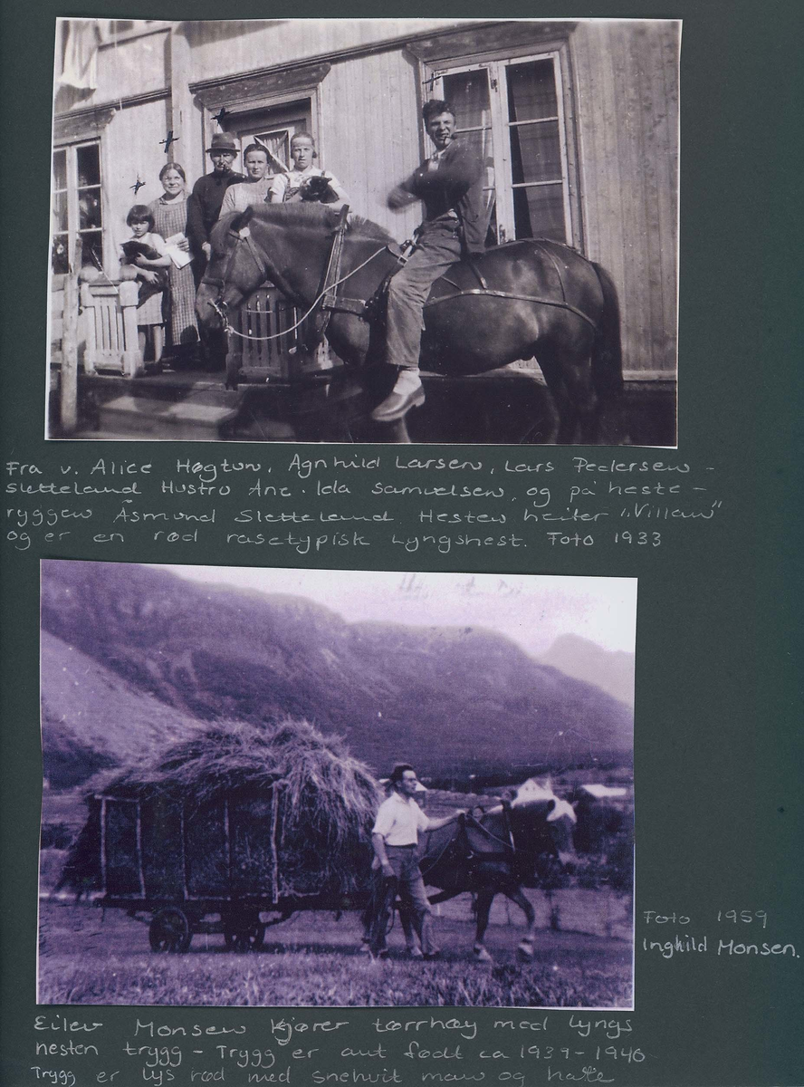 Fotografi og historier om lyngshesten fra ca. 1900 til 1994. Bilder av turistkjøring, gårdsarbeid, hestetransport, hesteutstilling og portretter.