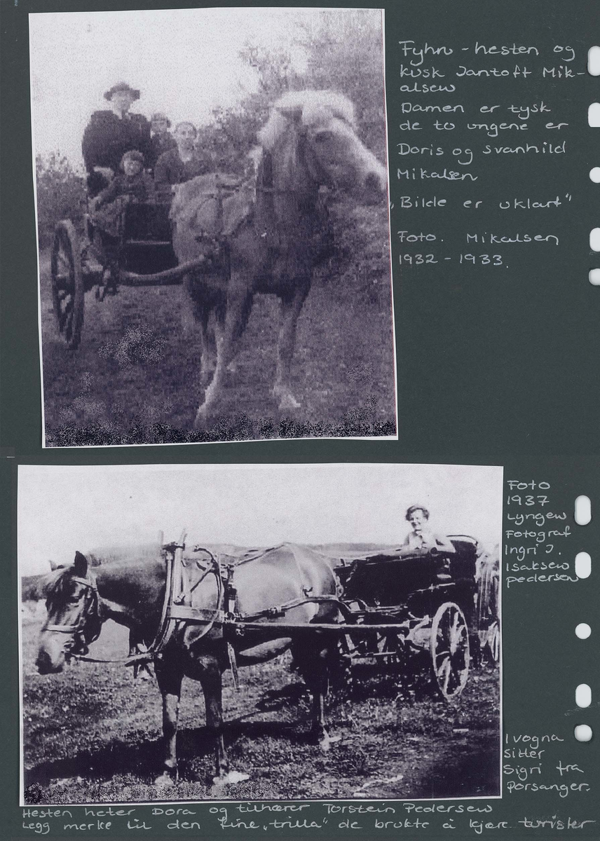 Fotografi og historier om lyngshesten fra ca. 1900 til 1994. Bilder av turistkjøring, gårdsarbeid, hestetransport, hesteutstilling og portretter.