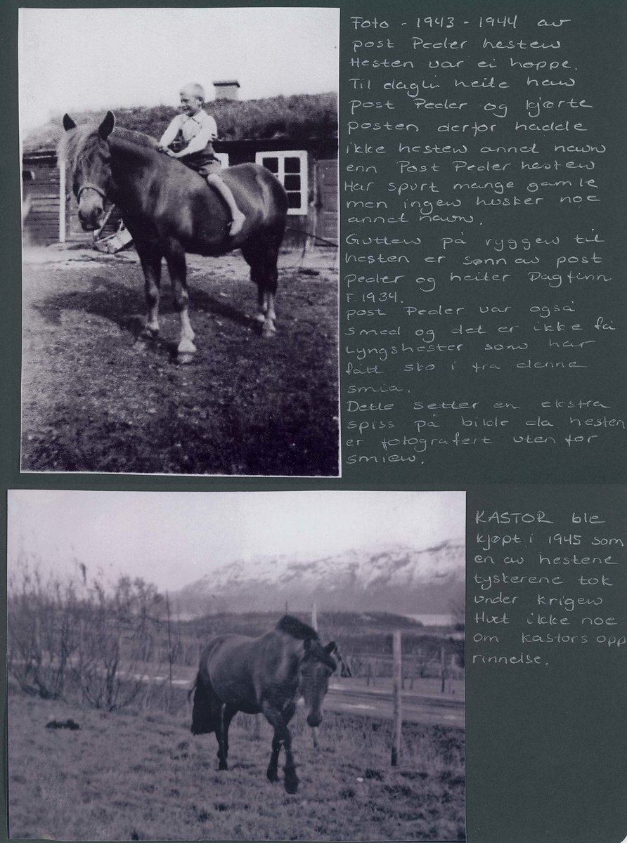 Fotografi og historier om lyngshesten fra ca. 1900 til 1994. Bilder av turistkjøring, gårdsarbeid, hestetransport, hesteutstilling og portretter.