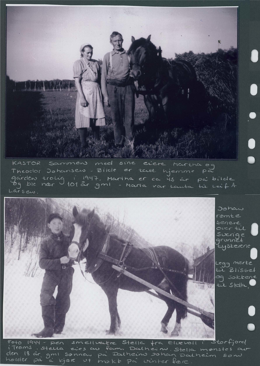 Fotografi og historier om lyngshesten fra ca. 1900 til 1994. Bilder av turistkjøring, gårdsarbeid, hestetransport, hesteutstilling og portretter.