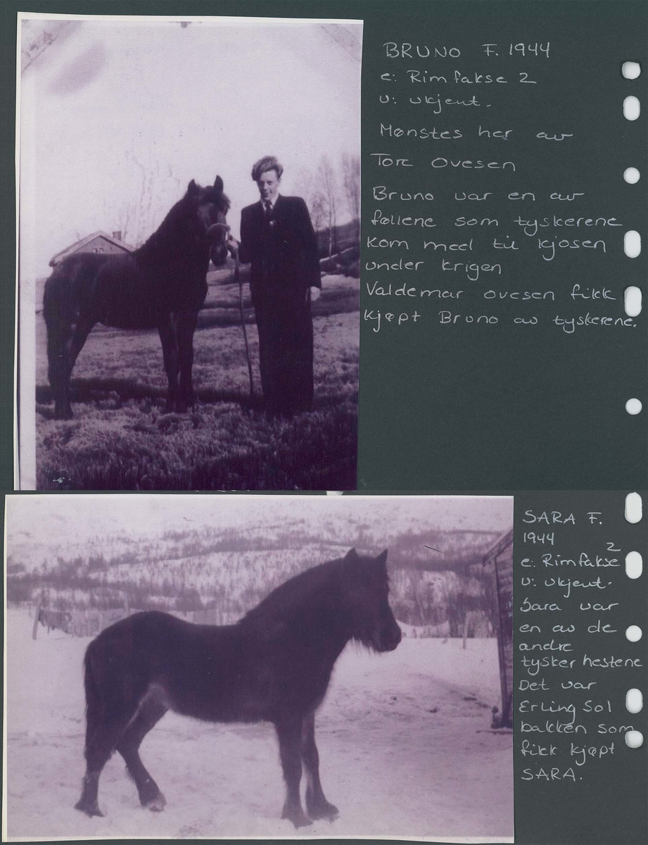 Fotografi og historier om lyngshesten fra ca. 1900 til 1994. Bilder av turistkjøring, gårdsarbeid, hestetransport, hesteutstilling og portretter.