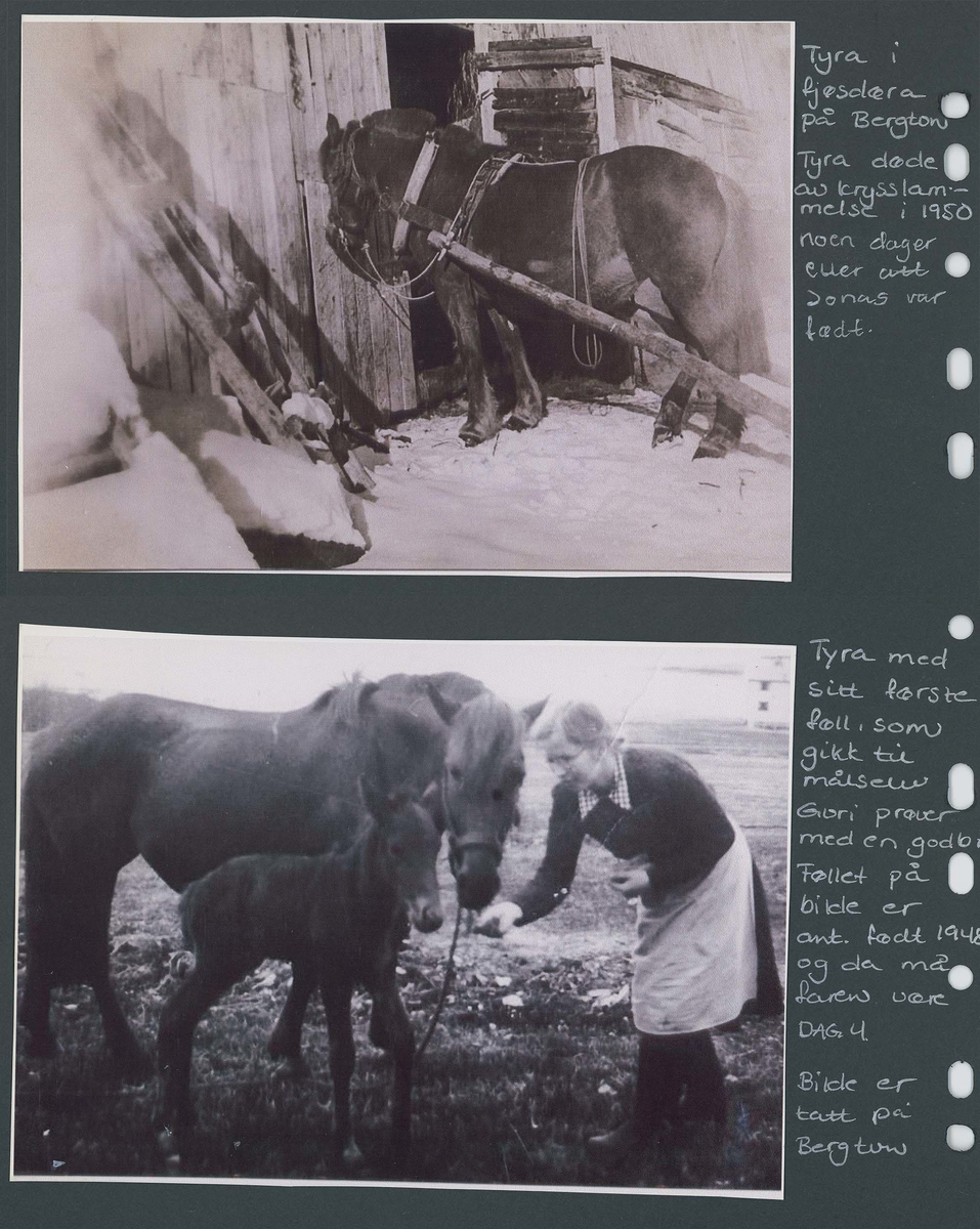 Fotografi og historier om lyngshesten fra ca. 1900 til 1994. Bilder av turistkjøring, gårdsarbeid, hestetransport, hesteutstilling og portretter.