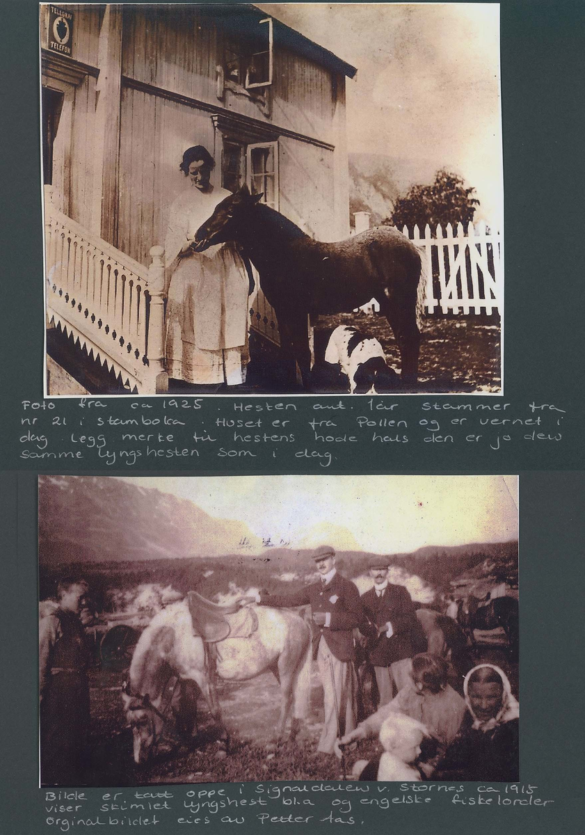 Fotografi og historier om lyngshesten fra ca. 1900 til 1994. Bilder av turistkjøring, gårdsarbeid, hestetransport, hesteutstilling og portretter.