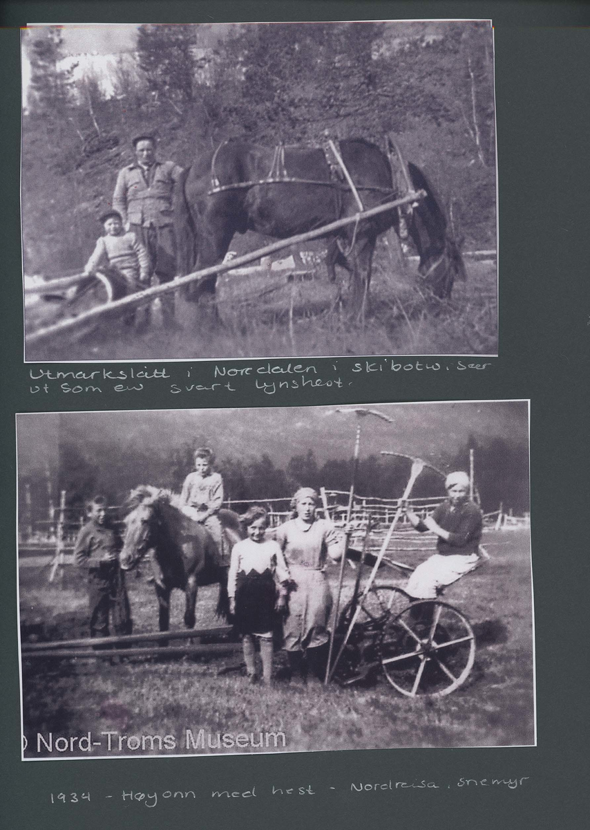 Fotografi og historier om lyngshesten fra ca. 1900 til 1994. Bilder av turistkjøring, gårdsarbeid, hestetransport, hesteutstilling og portretter.