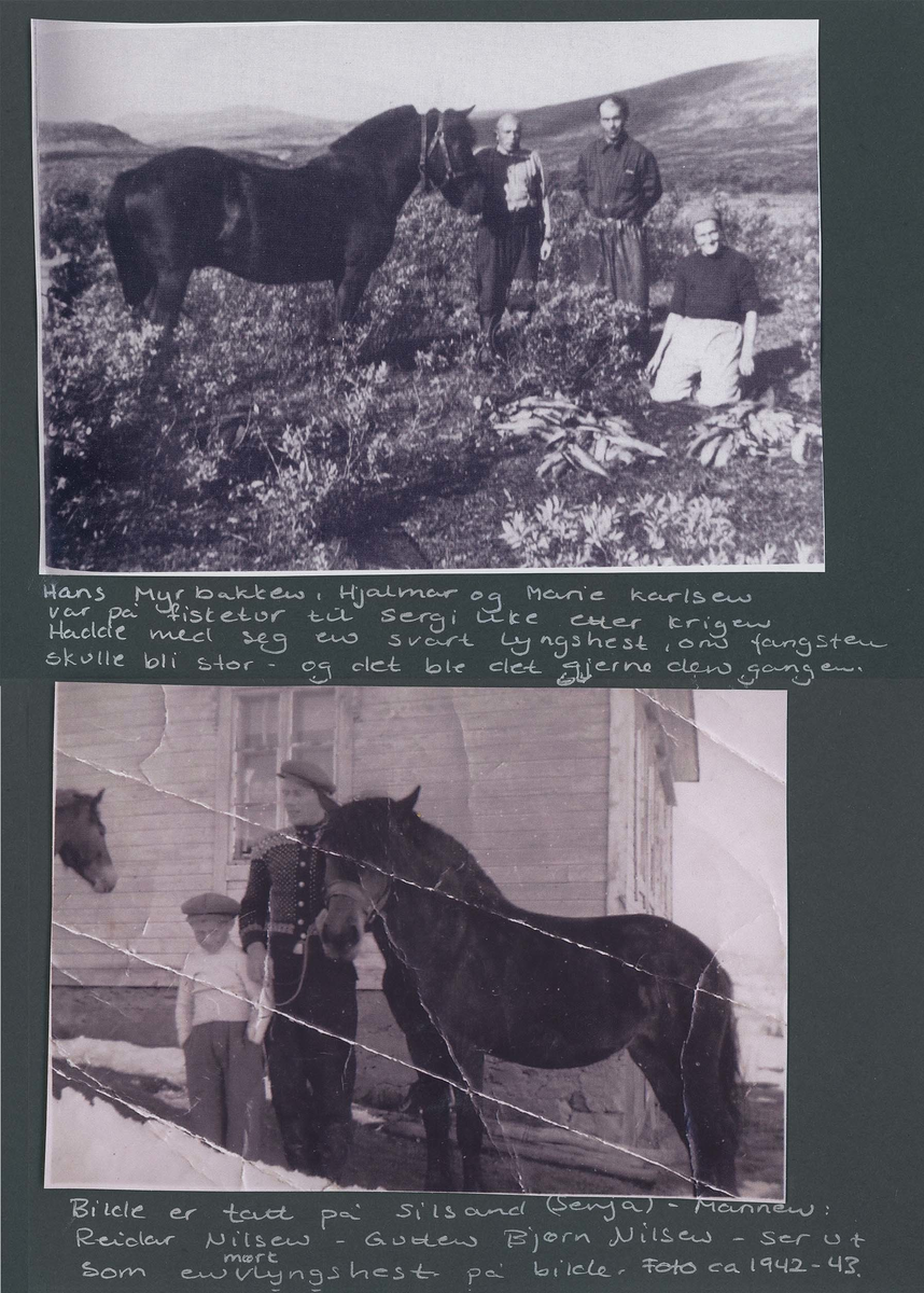 Fotografi og historier om lyngshesten fra ca. 1900 til 1994. Bilder av turistkjøring, gårdsarbeid, hestetransport, hesteutstilling og portretter.