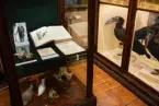 Vänersborgs museum. Afrikanska fågelsalen, jubileumsmonter