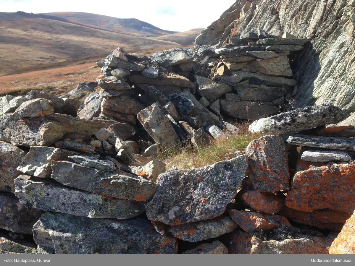 Burest/le i Raudhåmårdalen på sørsida av Hornsjøhøe i Dovre.