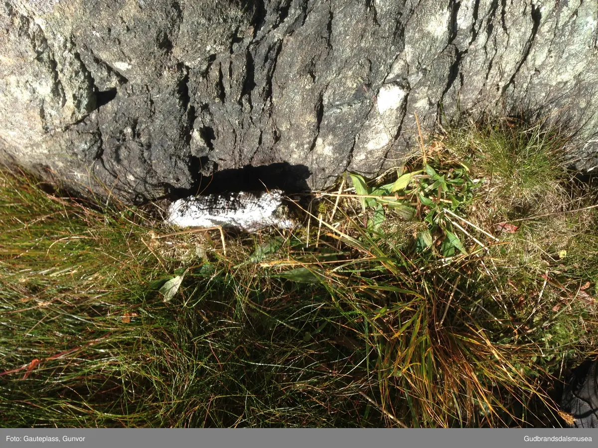 Burest/le i Raudhåmårdalen på sørsida av Hornsjøhøe i Dovre.