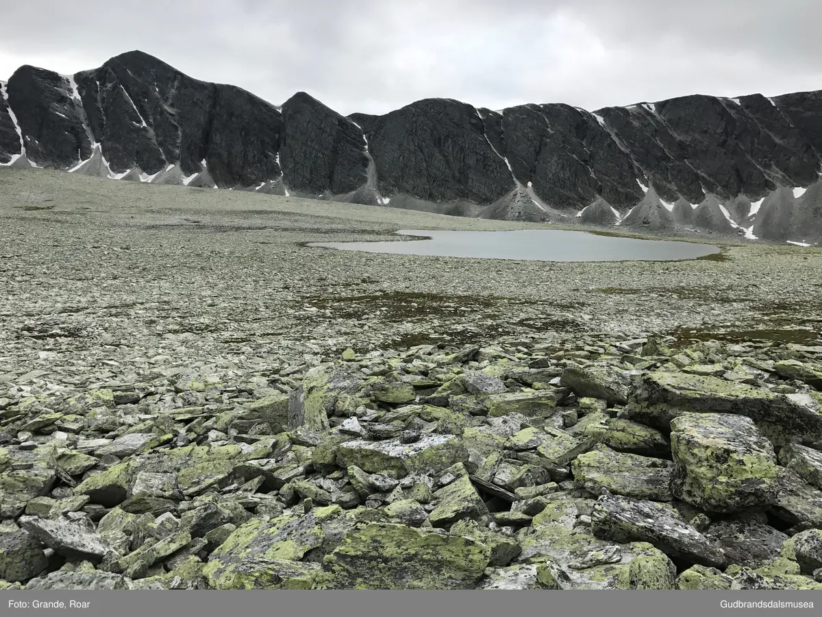 Bu/le i Verkilsdalsbotnet innunder Trolltinden i Rondane.