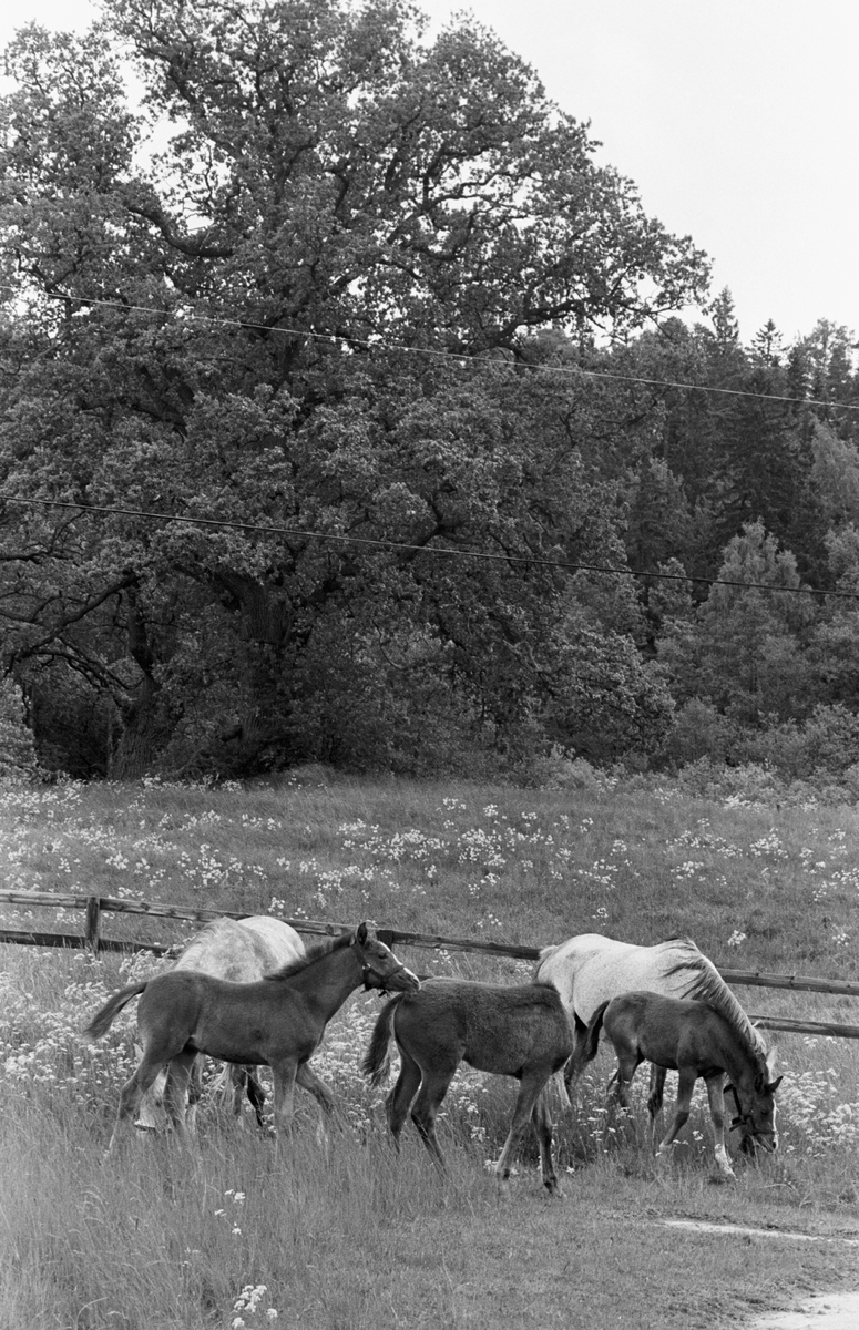 Hästar på Ekholmsnäs.