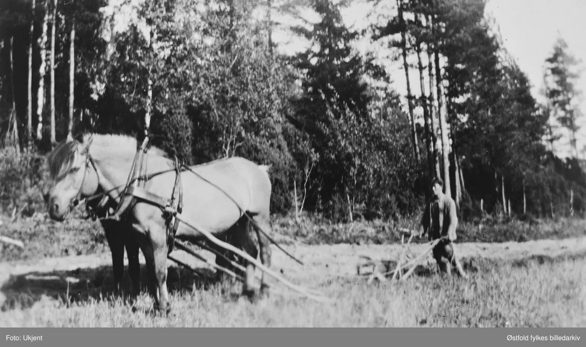 Pløying på Skaulund i Varteig ca. 1950-55. Arnold Brusevold.