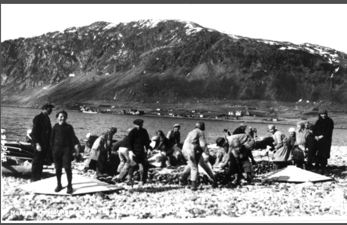 Motiv av arbeid med klippfisk.
