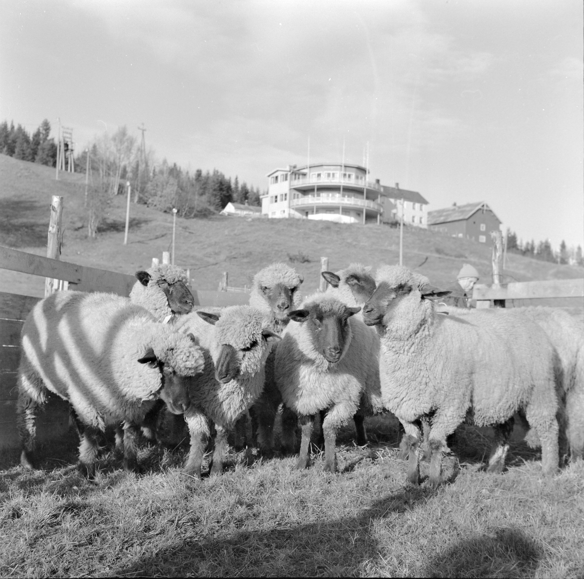 Sauesjå på Lian