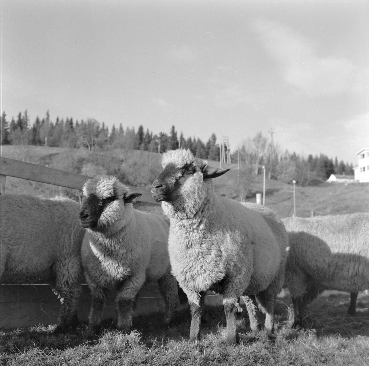 Sauesjå på Lian