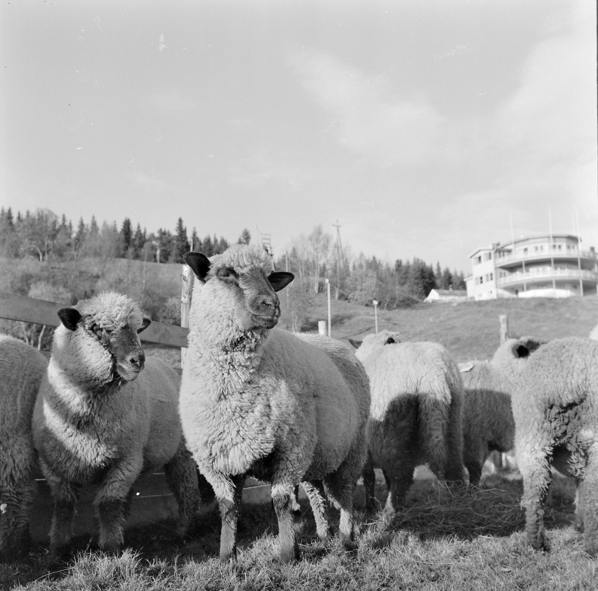 Sauesjå på Lian
