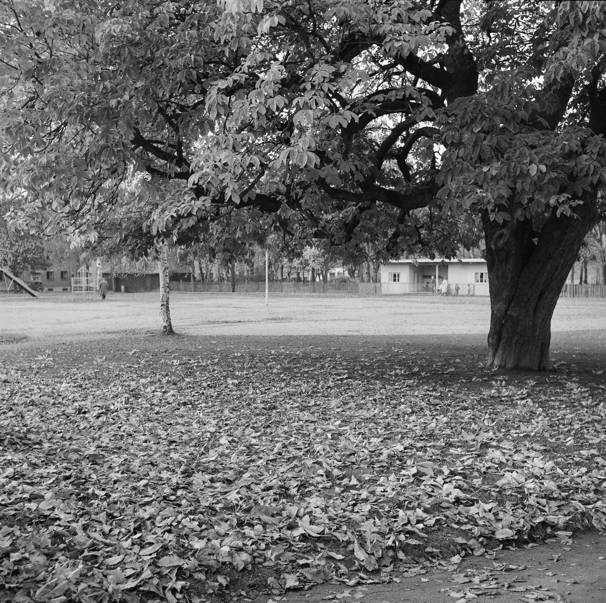 Høstbilder fra Høyskoleparken