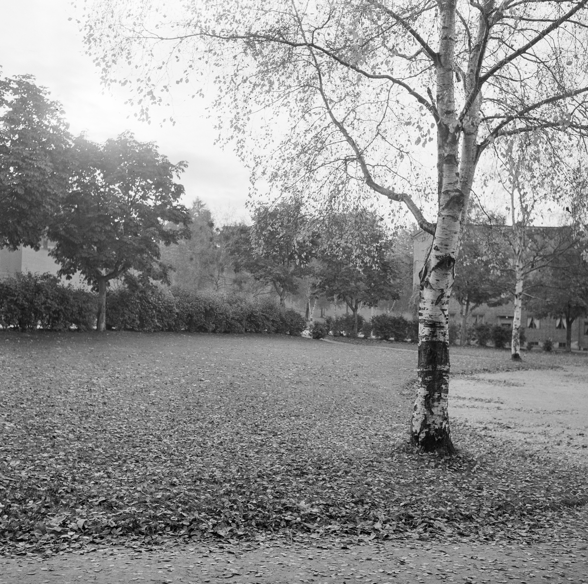 Høstbilder fra Høyskoleparken
